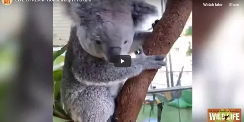 Koala Weigh In