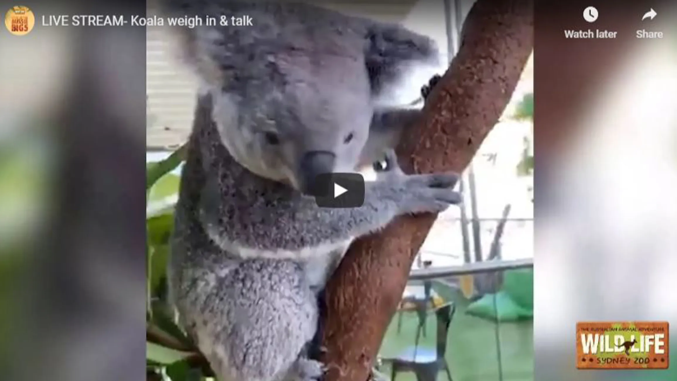 Watch Our Animal Live Stream WILD LIFE Sydney Zoo