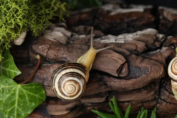 Bundaberg Banded Snail At WILD LIFE Sydney Zoo 02