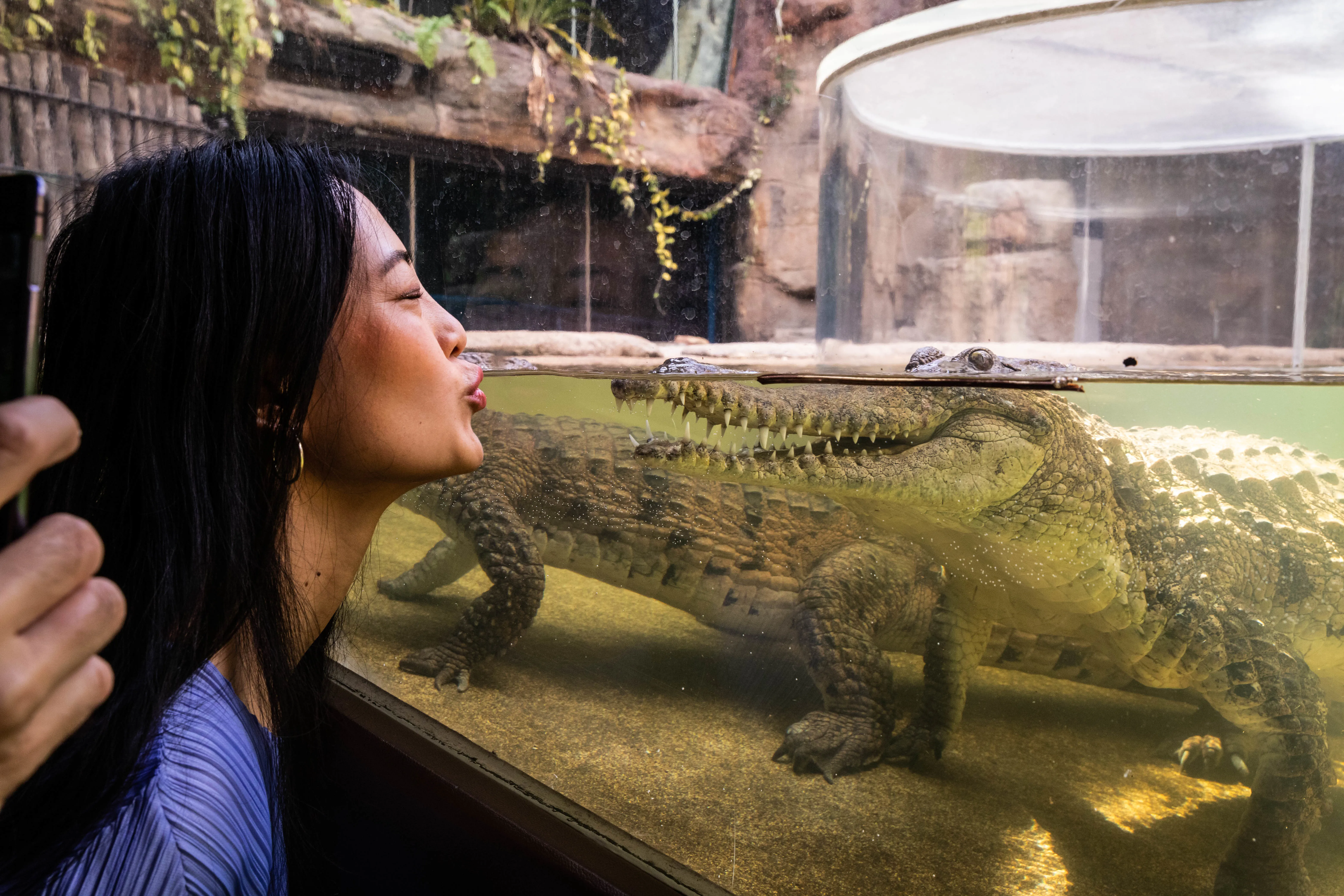 Guests Face To Face With Freshwater Crocodile WILD LIFE Sydney Zoo