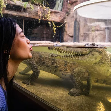 Guests Face To Face With Freshwater Crocodile WILD LIFE Sydney Zoo