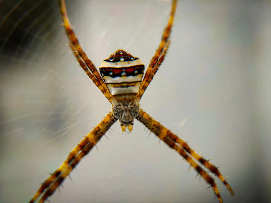 St. Andrew’S Cross Spider At WILD LIFE Sydney Zoo 04