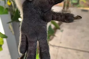 WLS Koala Paw