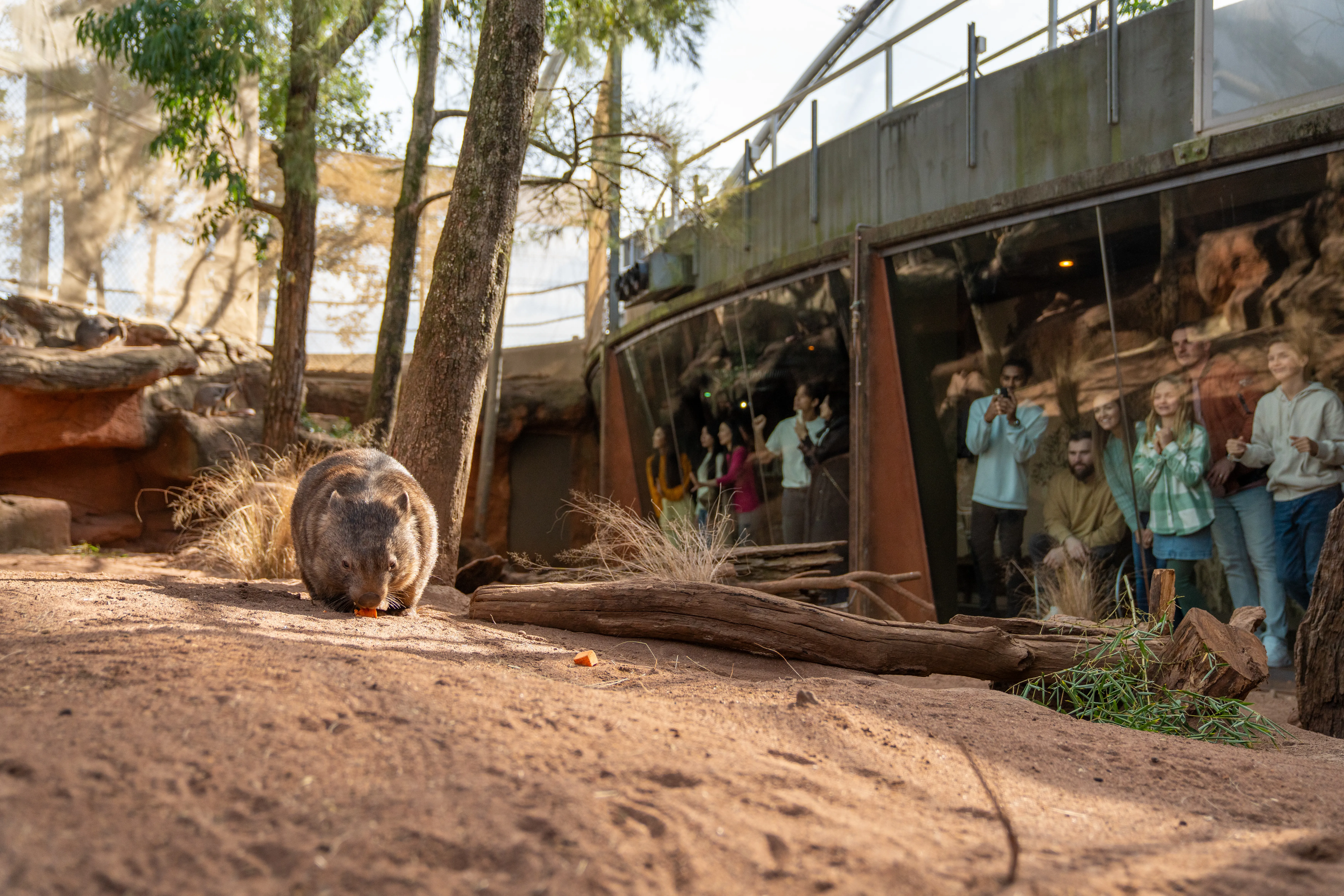 Guests observing Ringo the Wombat