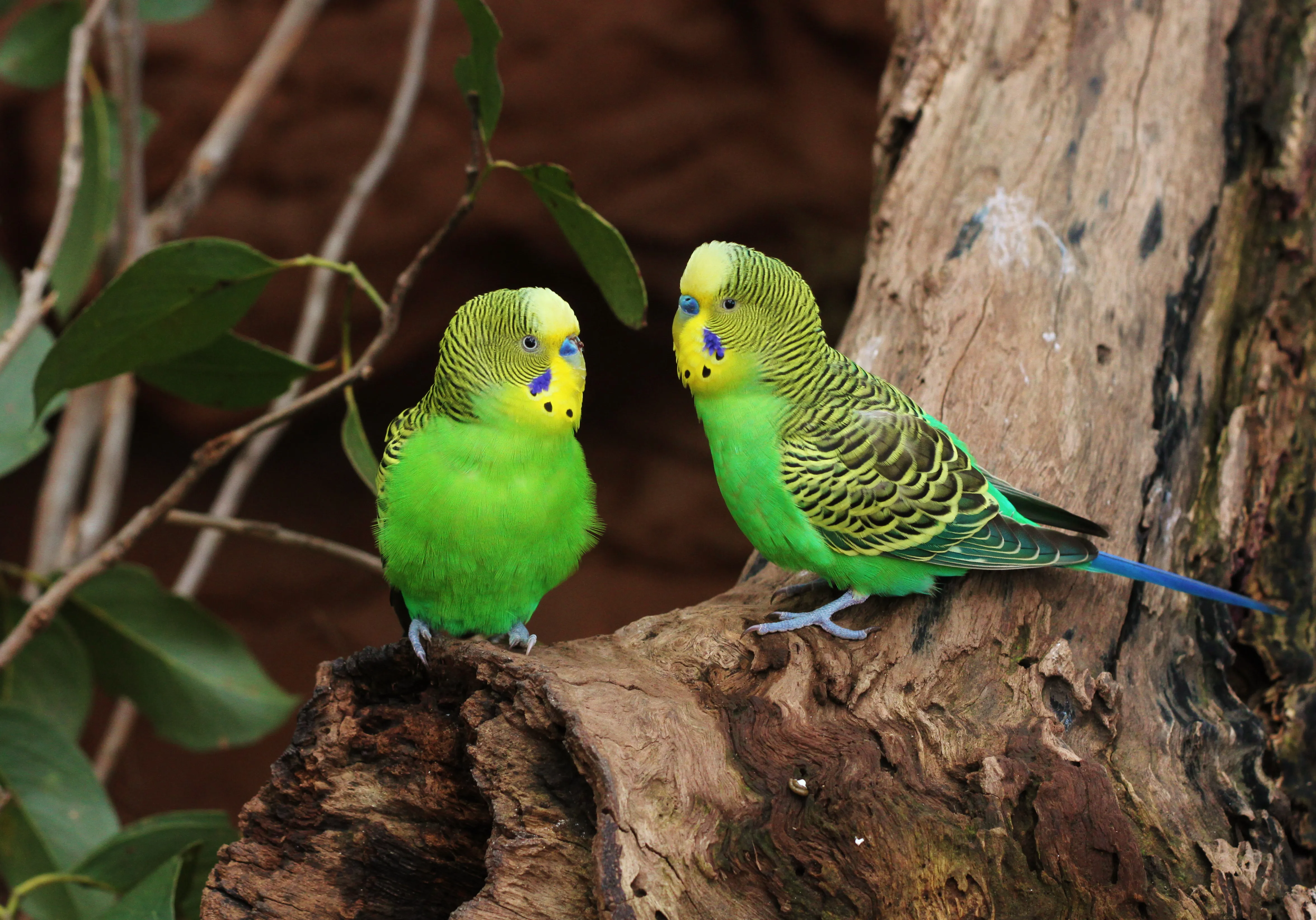 Budgerigar (2)