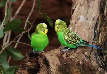 Budgerigar (2)