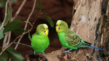 Budgerigar (2)
