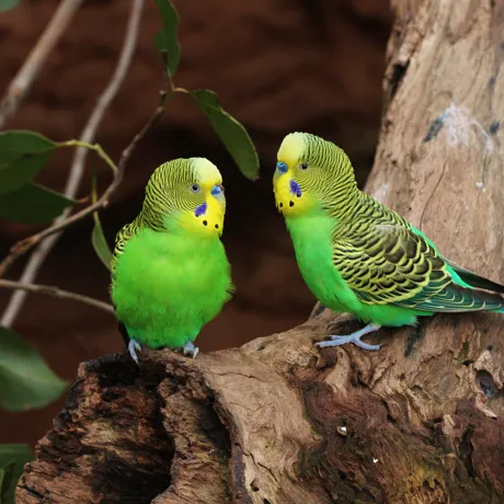 Budgerigar (2)