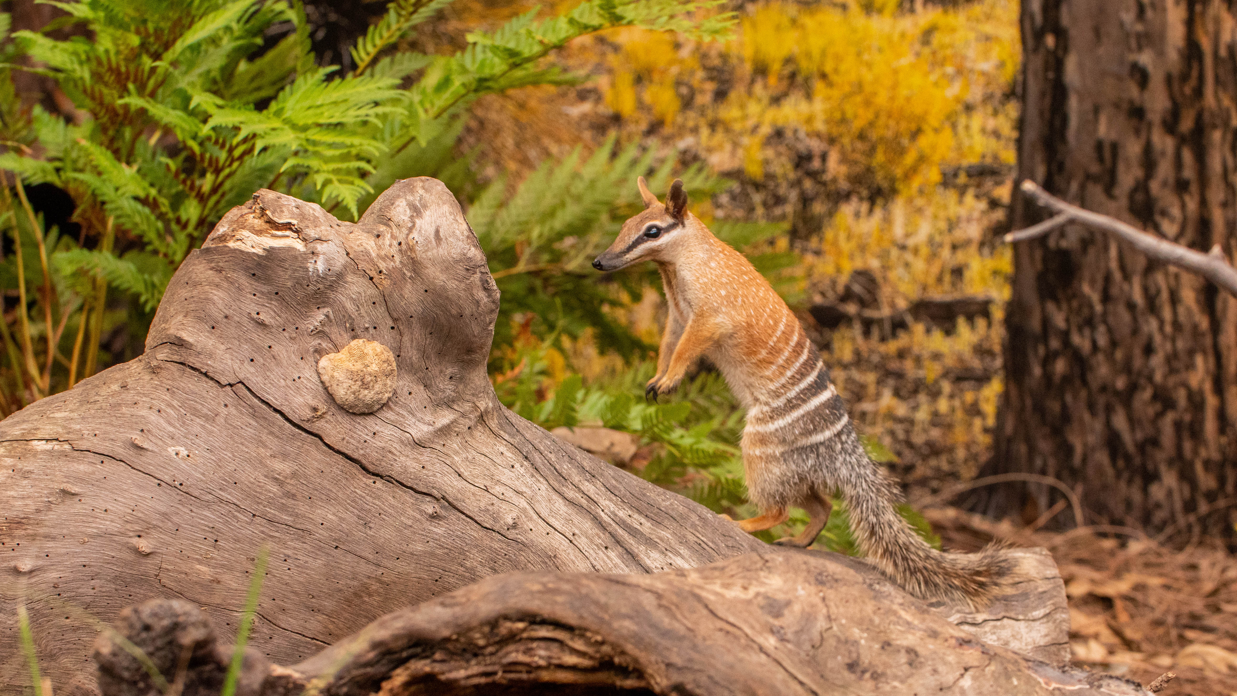 Frankie The Numbat Settling In At WILD LIFE Sydney Zoo 1