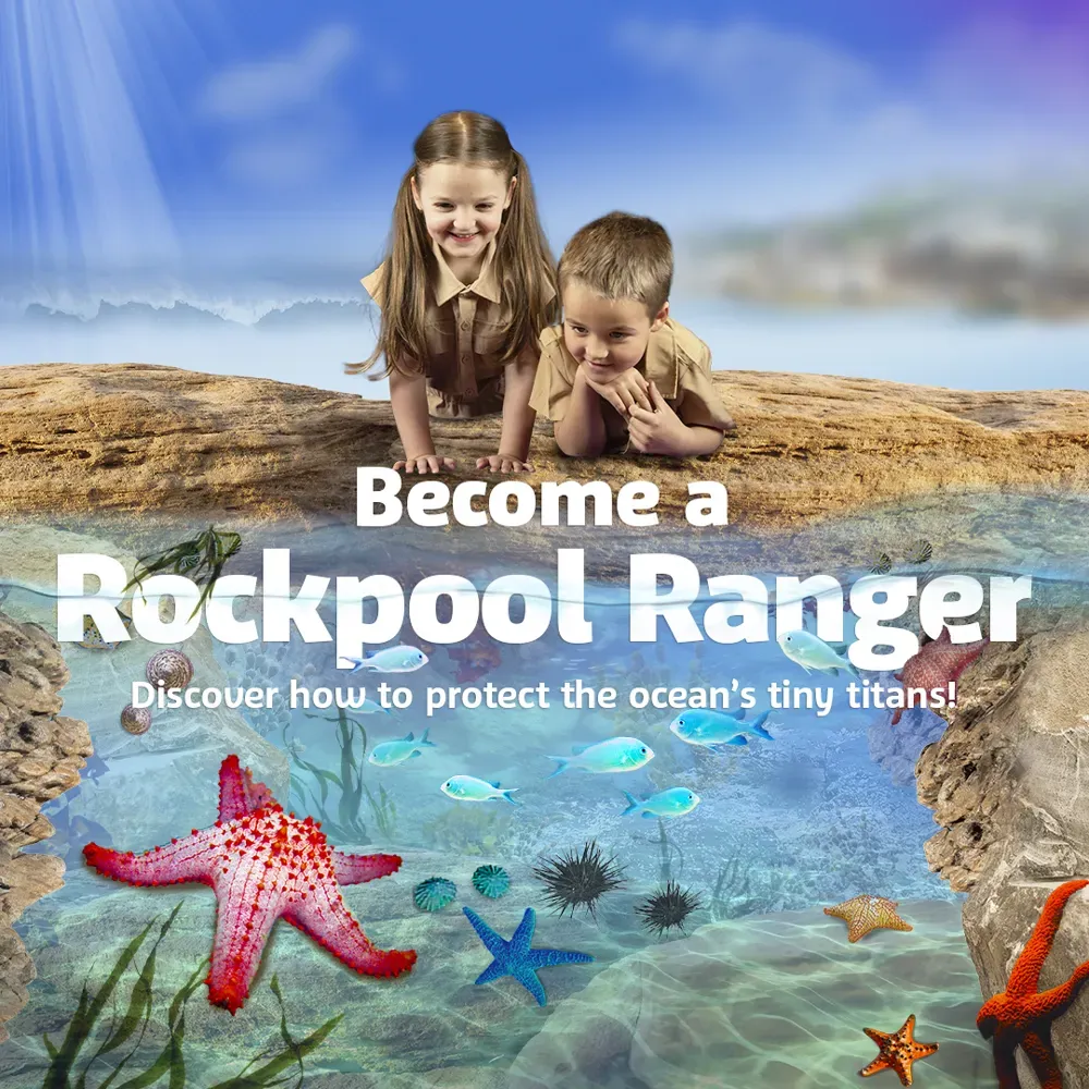 Rockpool Ranger 2025 KV