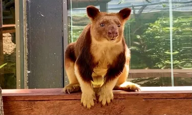 Tree Kangaroo - Animals that are extinct - WILD LIFE Sydney Zoo
