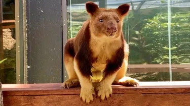 Tree Kangaroo - Animals that are extinct - WILD LIFE Sydney Zoo