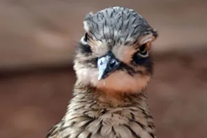 Bushstonecurlew2