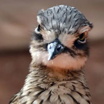 Bushstonecurlew2