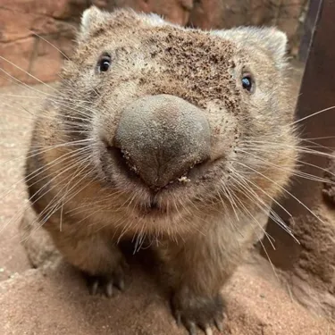 Meet our wombat Ringo