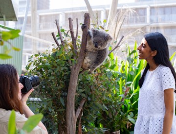 people posing with koala on branch