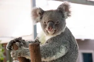 Koalajoey 5360 Benholgate