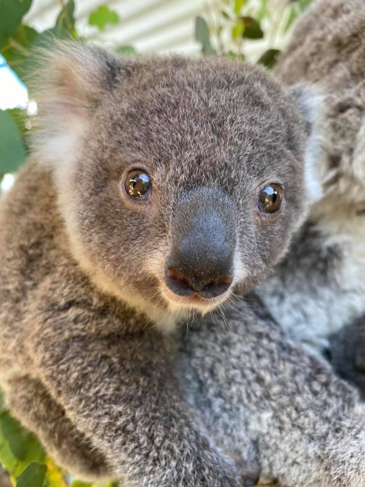 Meet Our Cute And Cuddly Koalas | WILD LIFE Sydney Zoo