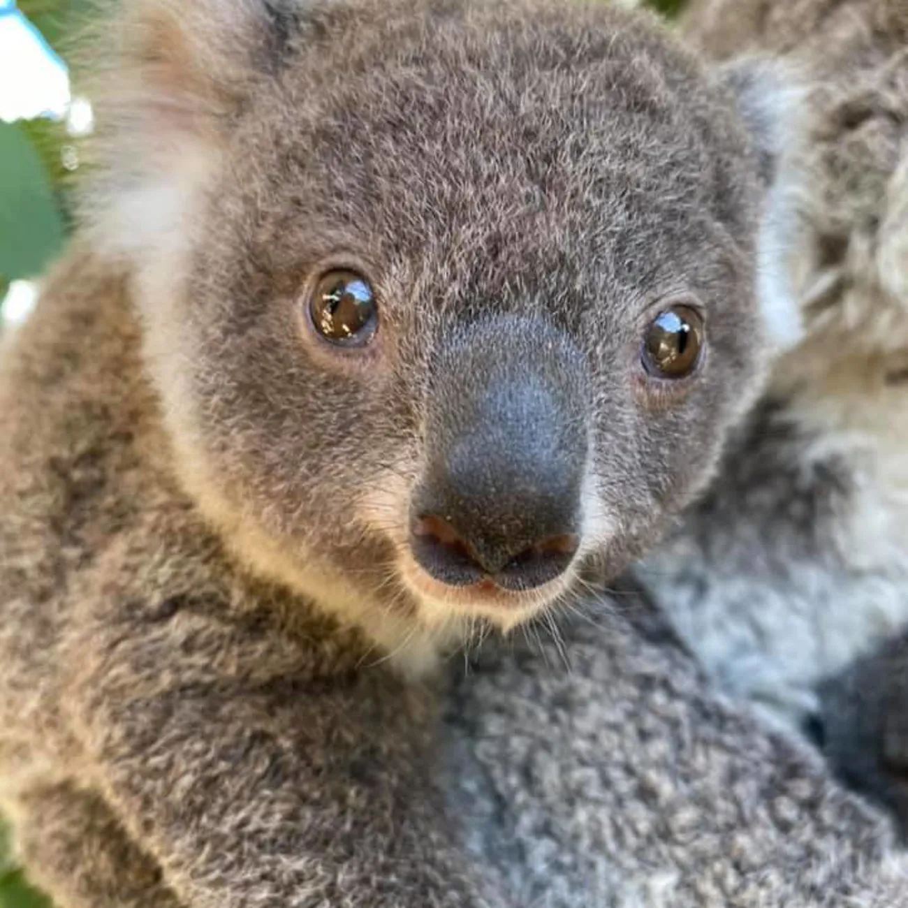 Meet Our Cute And Cuddly Koalas WILD LIFE Sydney Zoo