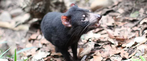 Project Tassie Devil