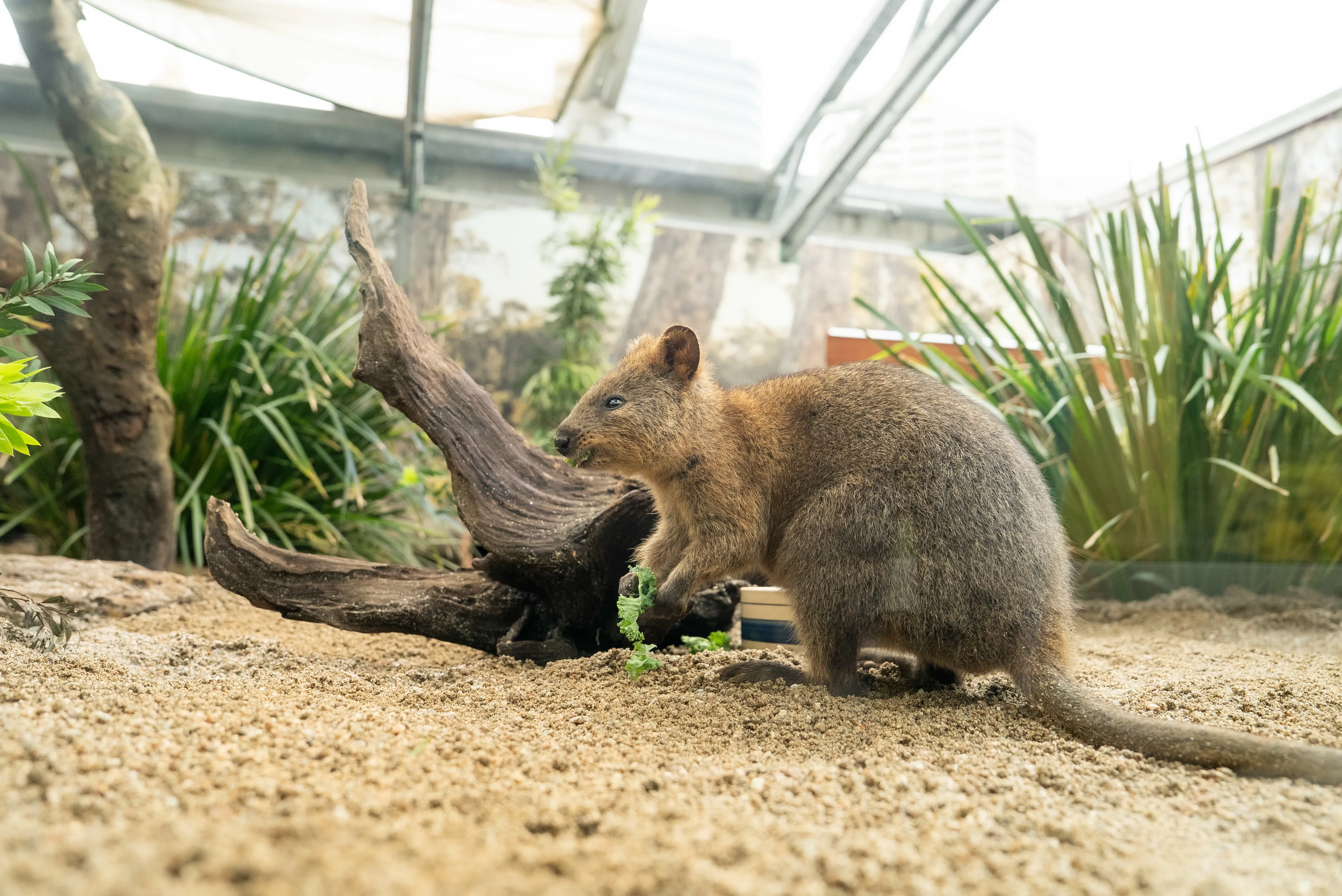 RJ The Quokka WILD LIFE Sydney Zoo 35