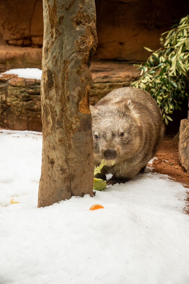 Ringo The Bare Nosed Wombat 2 WILD LIFE Sydney Zoo Welcomes Winter