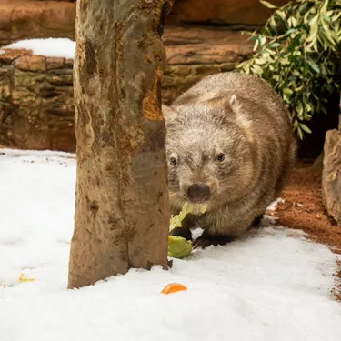Ringo The Bare Nosed Wombat 2 WILD LIFE Sydney Zoo Welcomes Winter
