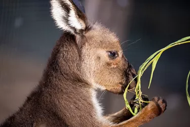 Kangaroos at Wild Life Sydney Zoo