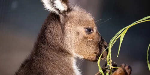 Kangaroos at Wild Life Sydney Zoo