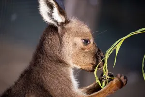 Kangaroos at Wild Life Sydney Zoo