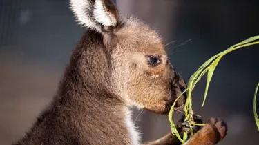 Kangaroos at Wild Life Sydney Zoo