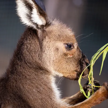 Kangaroos at Wild Life Sydney Zoo