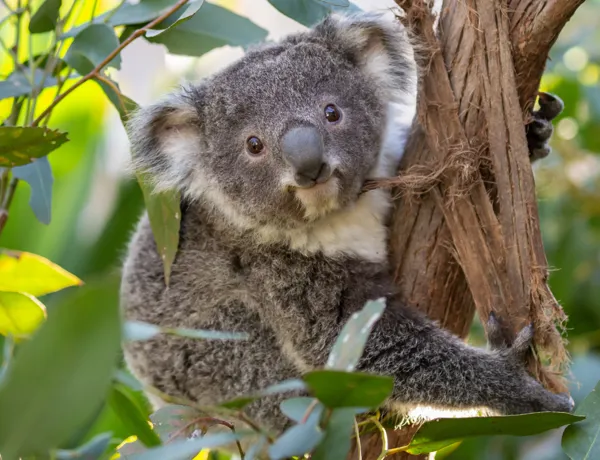 Aussie Big Five Koala (1)