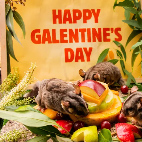 Galentines 16