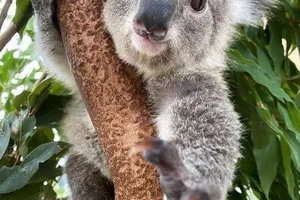 koala on branch