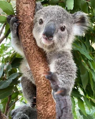 koala on branch