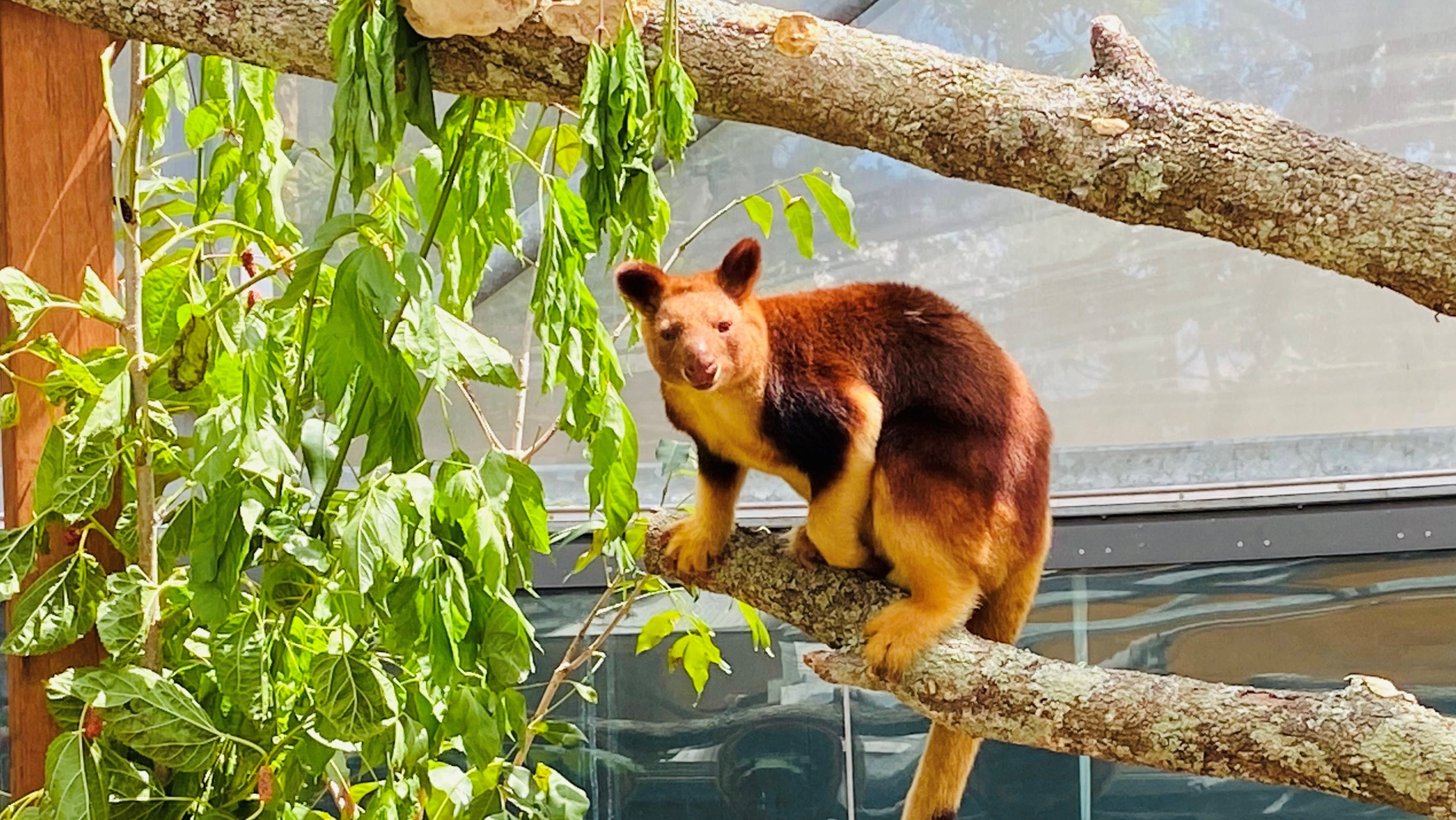 WILD LIFE Sydney Zoo make friends with Google's AR animals | WILD LIFE  Sydney Zoo