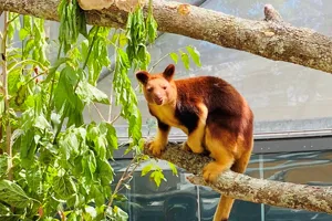 Welcome Kofi - First Tree Kangaroo at WILD LIFE Sydney Zoo