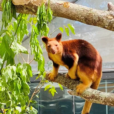 Welcome Kofi - First Tree Kangaroo at WILD LIFE Sydney Zoo