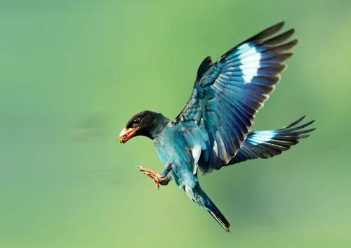 dollarbird spreading wings