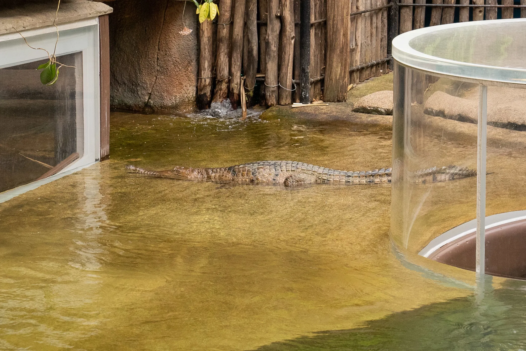 Freshwater Crocodiles Explore Their New Home At WILD LIFE Sydney Zoo