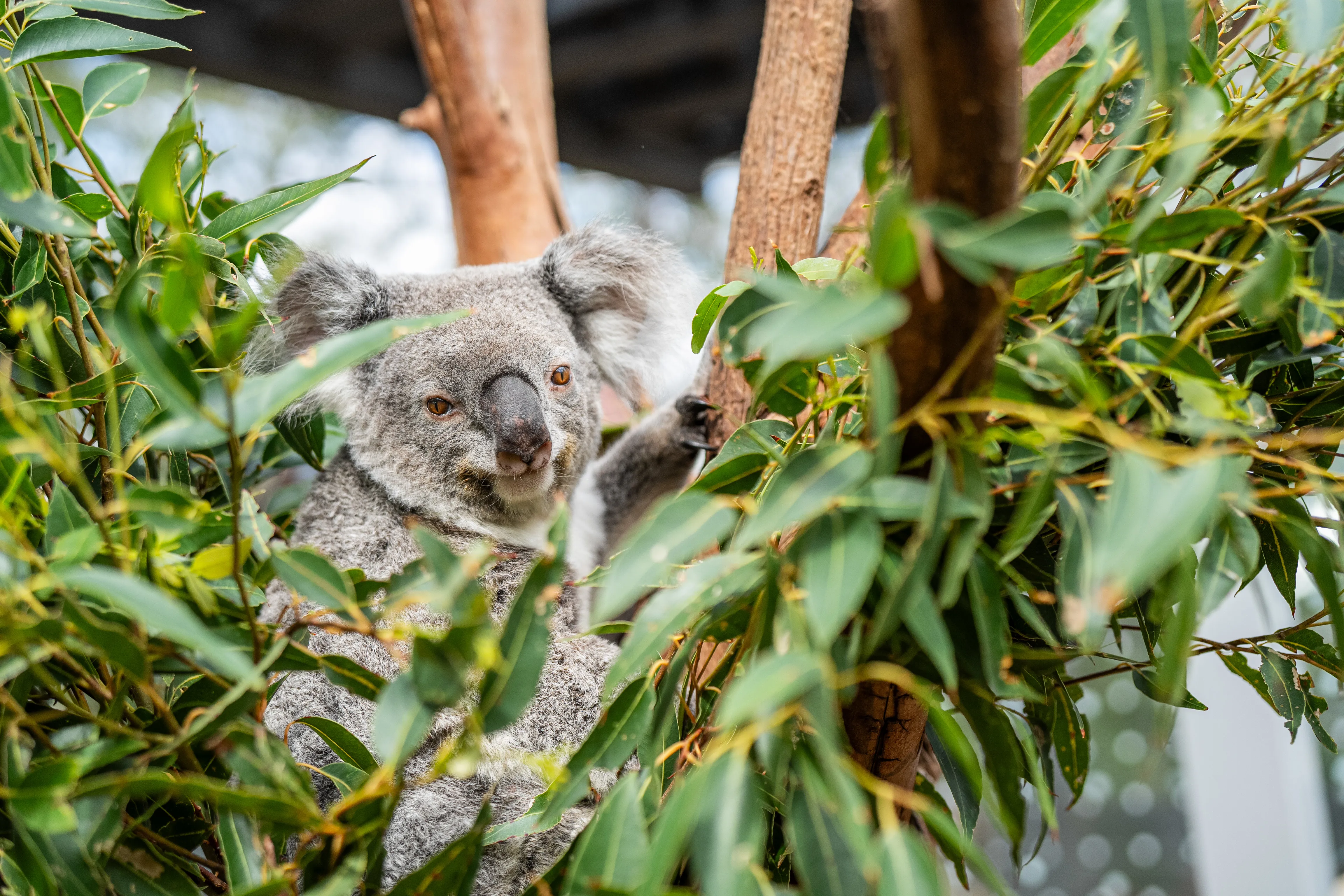 Koala in tree looking back at camera