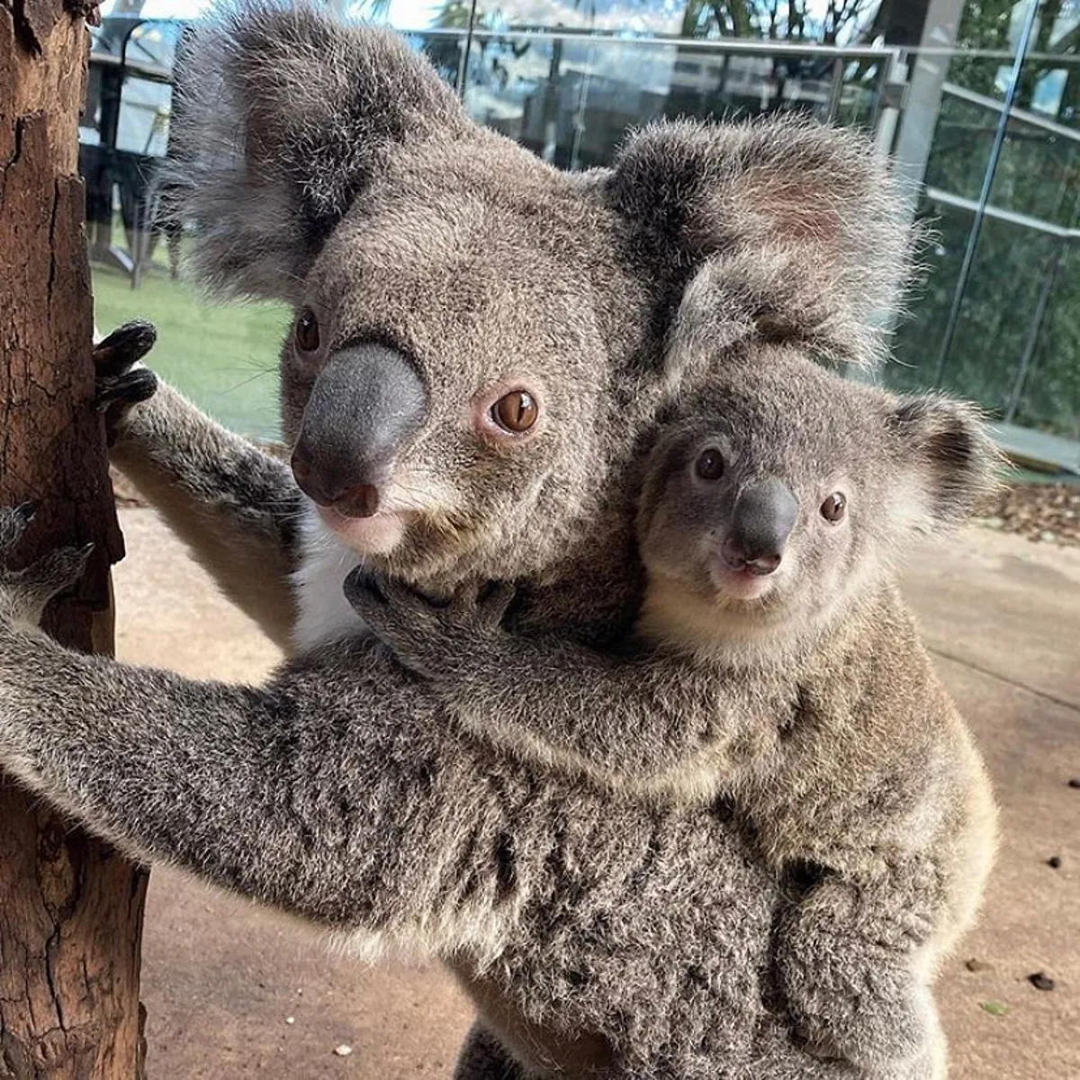 Meet Our Cute And Cuddly Koalas WILD LIFE Sydney Zoo