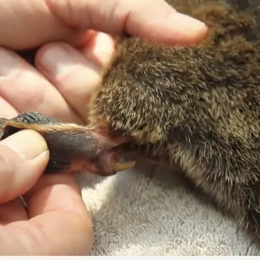 Venomous Spur Close Up Supplied Via Taronga