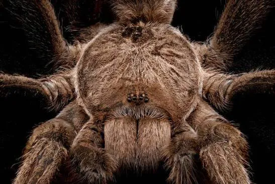 Australian Tarantula Spider At WILD LIFE Sydney Zoo 01