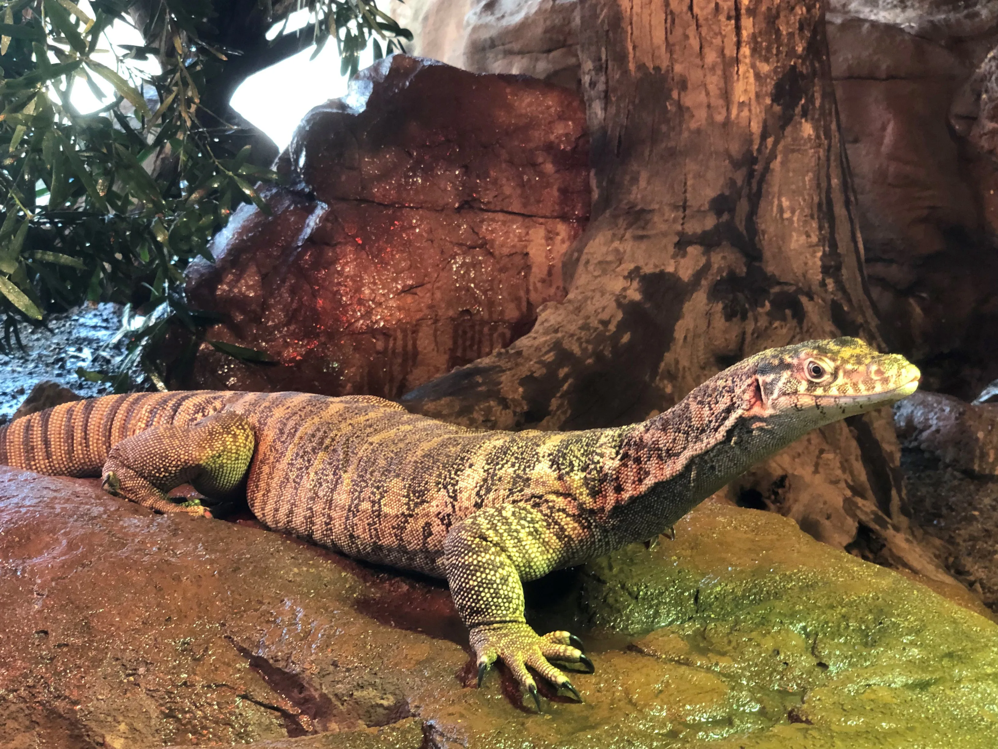 Stefan Spencersmonitor Wildlifesydneyzoo