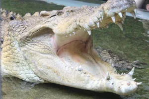 WL Rocky Close Up Jaw Wide