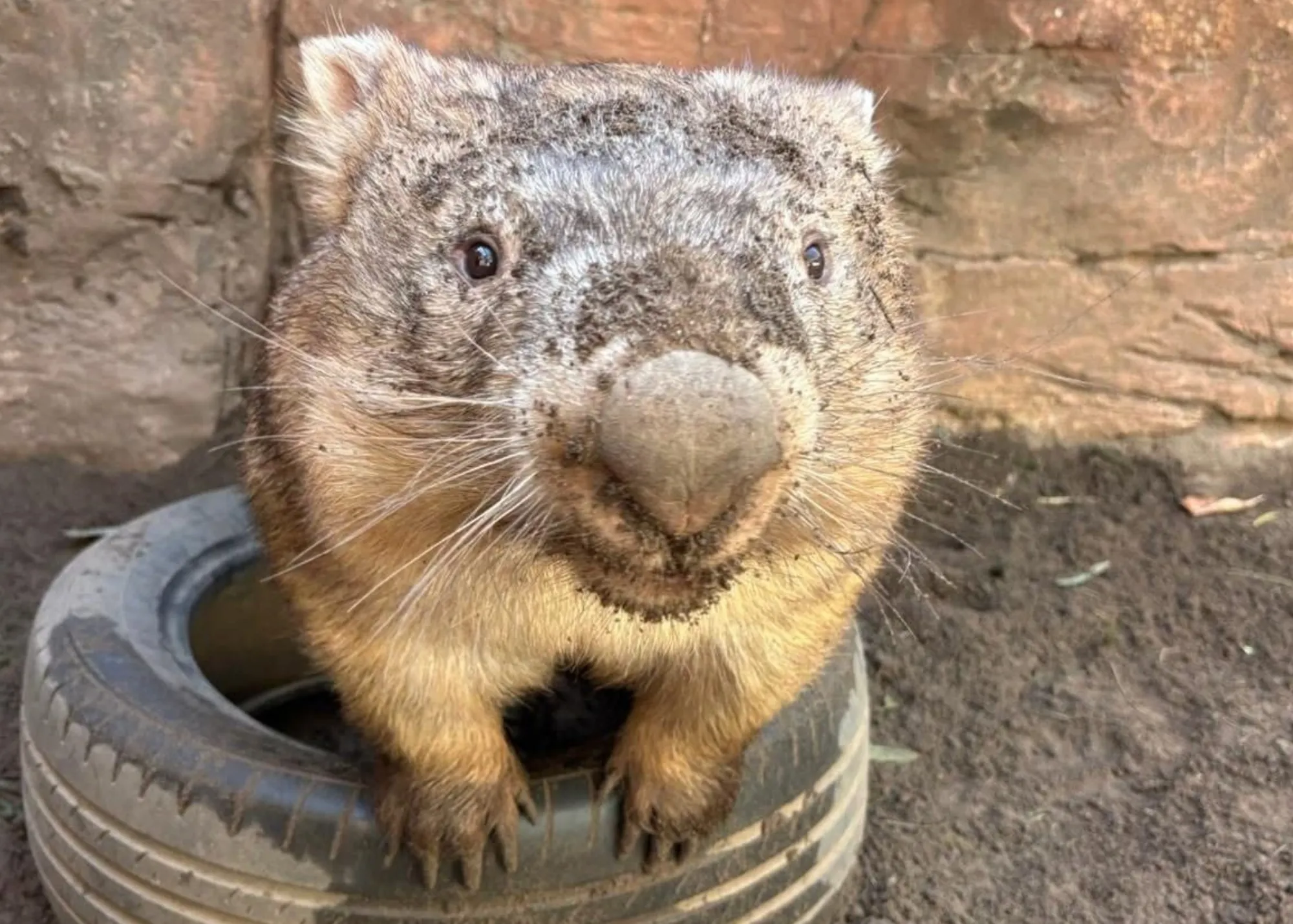 Ringo Playing In A Tyre At WILD LIFE Sydney Zoo