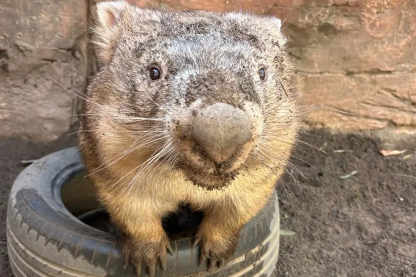 Wombat Rollo Wombat | Meet Ringo the Bare-Nosed Wombat | WILD LIFE Sydney Zoo