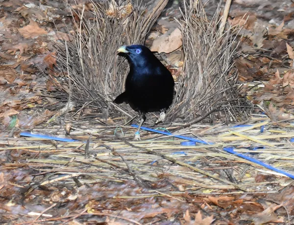 WLS Bower Bird